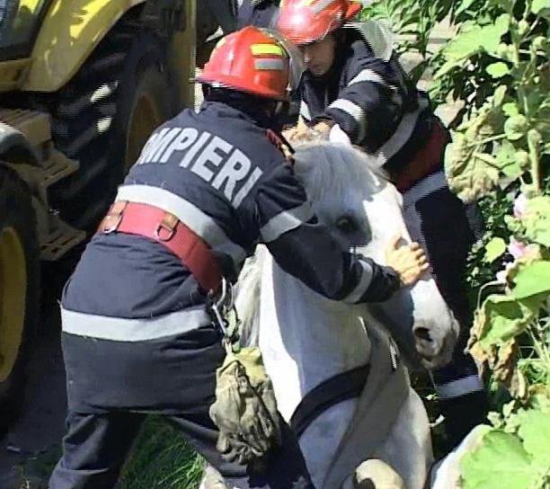 Cal salvat de pompieri dintr-un canal