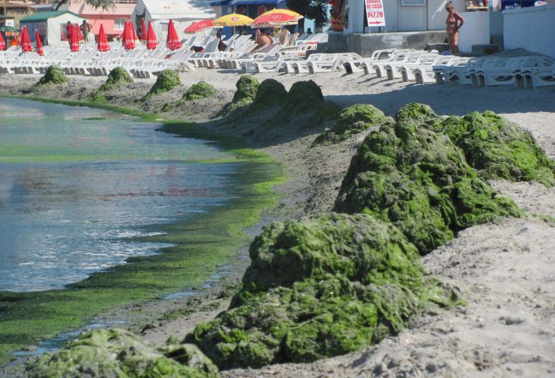 Marea Neagră, plină de alge