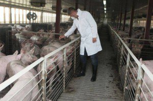 Bunăstarea porcilor plătită din fonduri UE