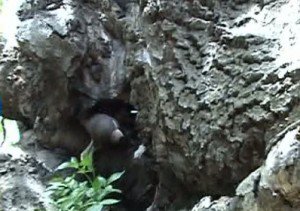 Descoperire incredibilă într-un copac din Suceava. Ce au găsit pompierii 