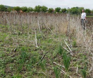Peste 500.000 de hectare de teren agricol din România au căzut pradă buruienilor