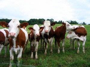 Mai multe cereri pentru subvenţiile pentru vacile din zonele defavorizate