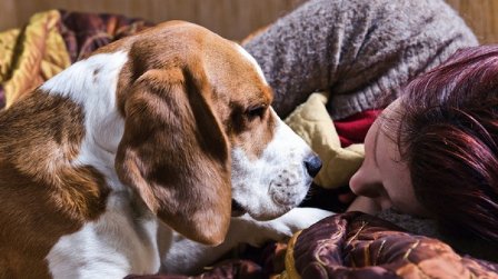 Toți câinii cu stăpân din România vor trebui identificați și înregistrați în șase luni de la aprobarea normelor