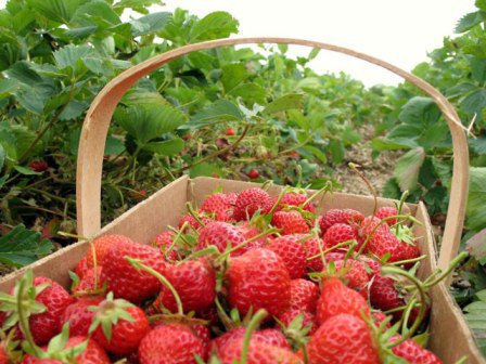 AJOFM Botoșani: 750 locuri de muncă – recoltare căpșuni - în Spania