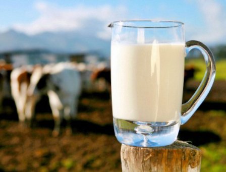 Laptele crud este periculos pentru consum