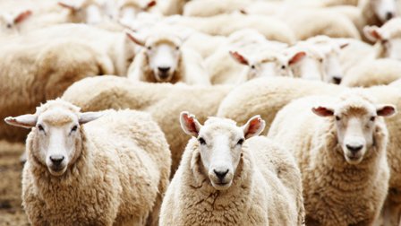 Șeful ANSVSA le recomandă fermierilor să facă exporturi de oi în Turcia