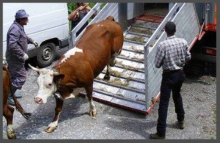 Două autoutilitare care transportau ilegal bovine depistate de polițiștii botoșăneni