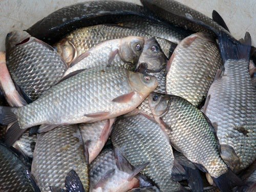 80 de kg de pește fără acte confiscate de polițiști unui dărăbănean 