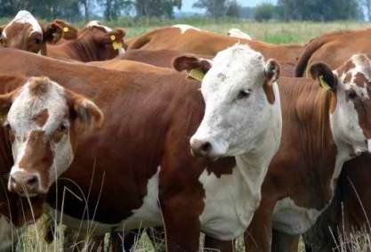 Rusia a interzis importurile de carne de vită și din România