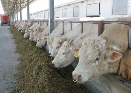 „Război comercial”: Rusia limitează importurile de animale din Italia, Bulgaria şi Grecia