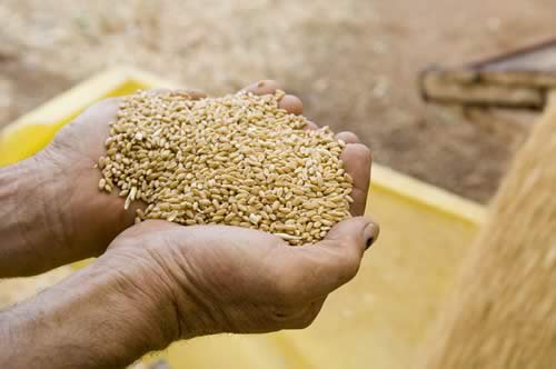 Peste două treimi din recolta de grâu este bună pentru panificaţie