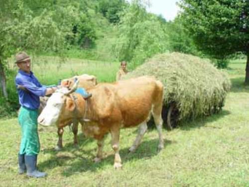 Lovitură pentru fermierii din România