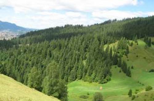 Arhiepiscopia Sucevei a pierdut procesul prin care revendica 166.000 de hectare de pădure
