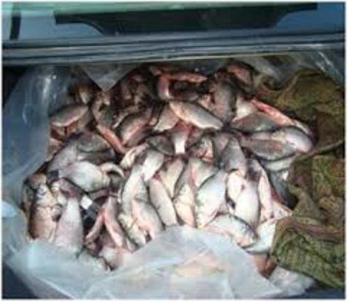 Peşte ilegal depistat de poliţiştii de frontieră