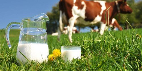 Agrostar: 60% din fermele de vaci din țară vor dispărea la eliminarea cotei de lapte, de la 1 aprilie