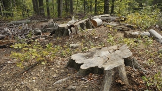 Guvernul sesizează DNA în cazul defrişărilor de păduri: 52 posibile fapte de natură penală