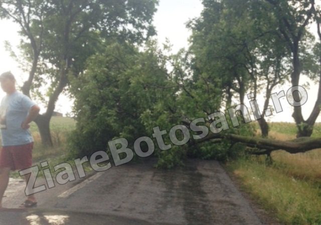 La un pas de tragedie. Un copac căzut a blocat traficul spre comuna Roma