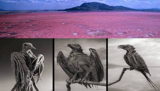 Lacul morții: Apa care transformă orice vietate în statuie