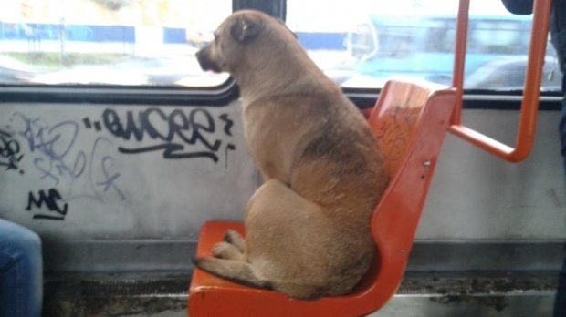 În ce oraş din România câinii pot circula cu autobuzele dacă-şi cumpără bilet