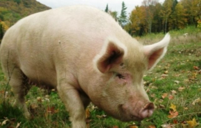 Caz bizar - panică într-un sat din Moldova, din pricina unui porc domestic: „Atacă tot ce vede”