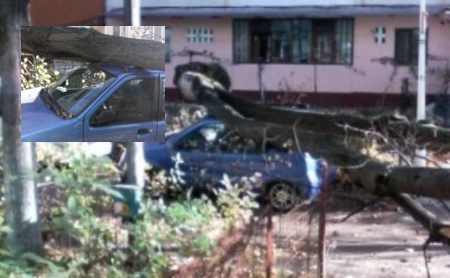 Atenţie unde parcaţi: O maşină a fost distrusă după ce un copac a căzut peste ea