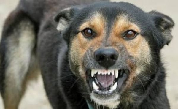 Proprietar de câine amendat după ce un poștaș a sunat la 112 să reclame un câine agresiv