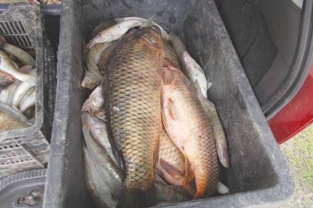150 de kilograme de pește confiscat după ce un dorohoian încerca să îl comercializeze fără documente justificative