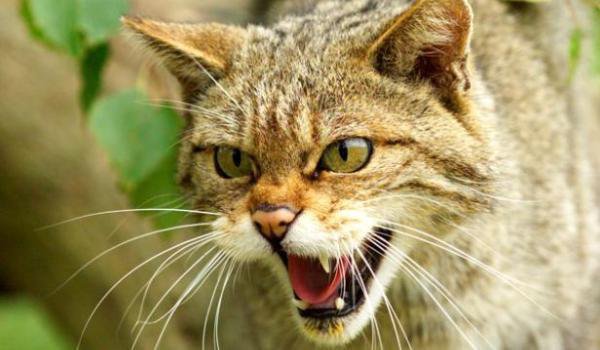 APM Botoşani  începe evaluarea anuală a speciei de pisică sălbatică