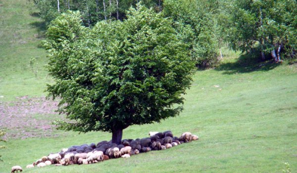Cioban din județul Botoșani amendat cu 1000 de lei pentru pășunat ilegal