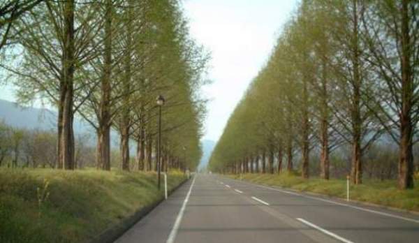 Avem nevoie de copaci pe marginea șoselelor - în ritmul actual, va mai dura jumătate de mileniu