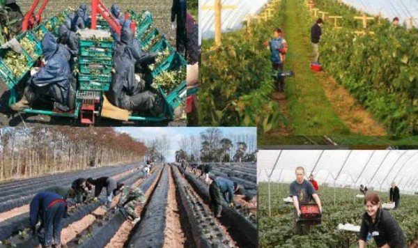 AJOFM Botoșani anunță locuri de muncă sezonieră în agricultură - Spania. Află locația unde va avea loc selecția!