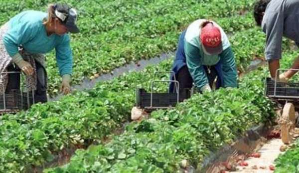 Ofertă generoasă de locuri de muncă în agricultură – angajator din Danemarca și Portugalia