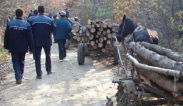 Hoții de lemne în vizorul poliției. Au fost aplicate amenzi de peste 380 mii lei