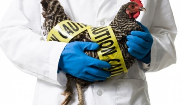 Gripa aviară a fost confirmată în România