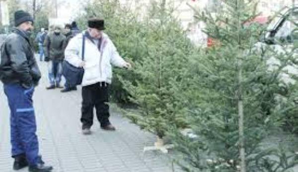 Amenzi usturătoare pentru pomi de Crăciun comercializaţi ilegal