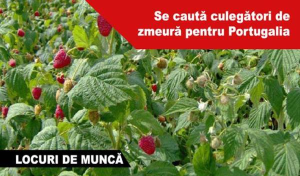 300 locuri de muncă în domeniul agricol (recoltare zmeură) în Portugalia