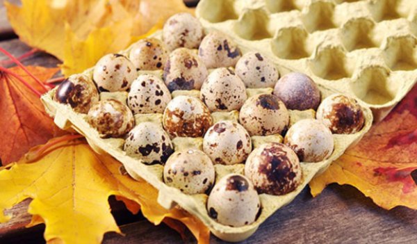 Ouăle de prepeliță previn bolile cronice