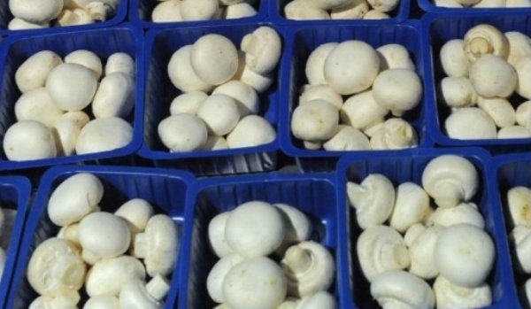 Adevărul nespus despre ciupercile Champignon din supermarketuri. Le consumi fără să ştii asta!