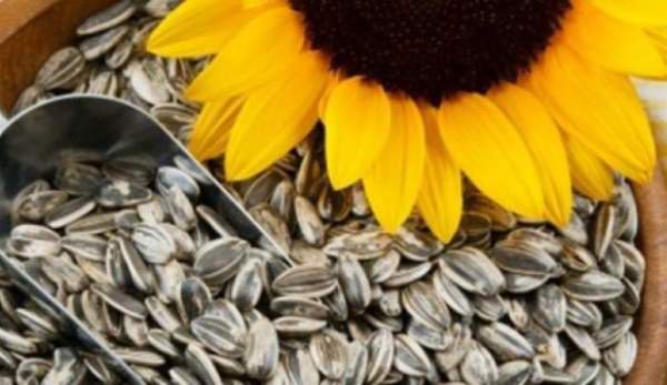 Descoperirea neaşteptată a specialiştilor: de ce e bine să mănânci seminţe de floarea-soarelui!