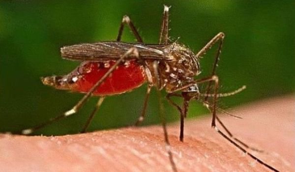 Patru boli grave transmise de țânțari