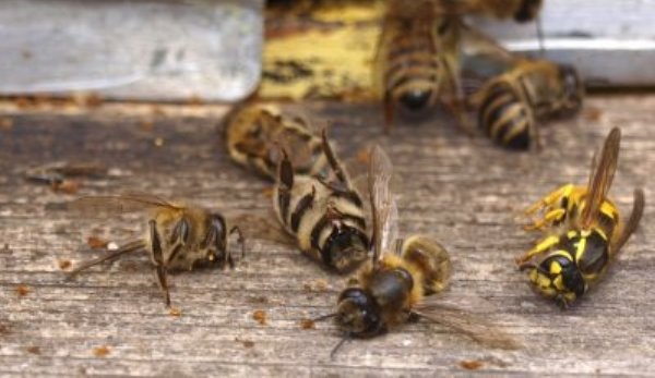 Un bărbat de 48 de ani a murit după ce a fost atacat de un roi de albine