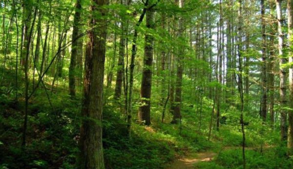 Românii care vor să planteze păduri pot primi fonduri nerambursabile de la stat