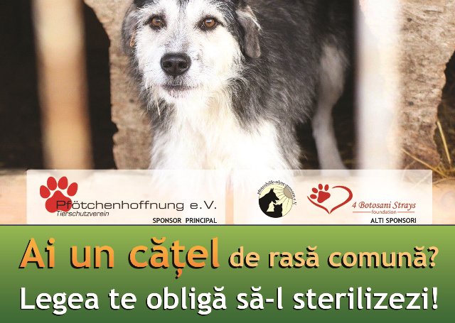 Campanie de sterilizare gratuită a câinilor la Botoșani