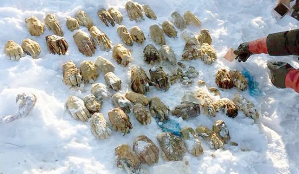 Descoperire macabră în Rusia: 54 de mâini au fost găsite într-o geantă