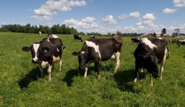 Trei vaci dispărute de pe imașul unei comune. Unde le-a găsit proprietarul
