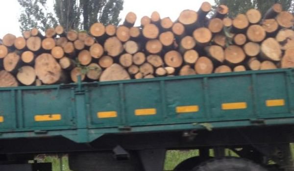 Transport de lemne, cu iz penal descoperit de Poliţiştii Biroului Rutier Dorohoi