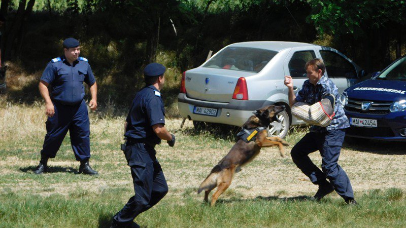 Jandarmii se pregătesc pentru executarea misiunilor, împreună cu câinii de serviciu - FOTO