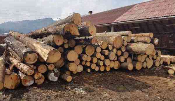 Activități ilegale cu lemn! Firmă amendată cu 3.000 de lei și lemnul confiscat