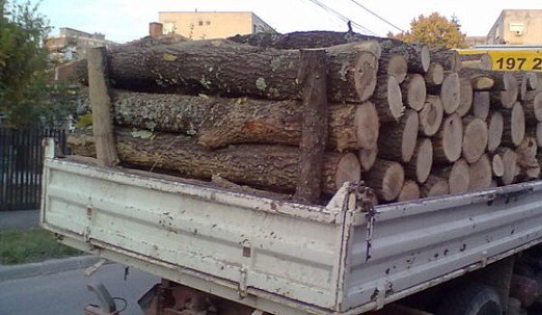 Amendat pentru că transporta lemne fără acte