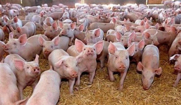 Pesta porcină scapă de sub control! S-a extins în 98 de localități